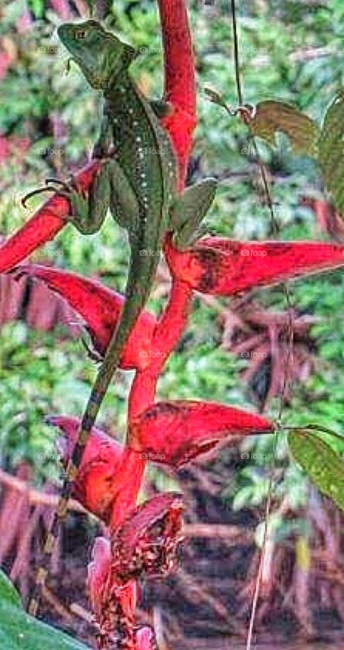 Emerald Basilisk on red flower