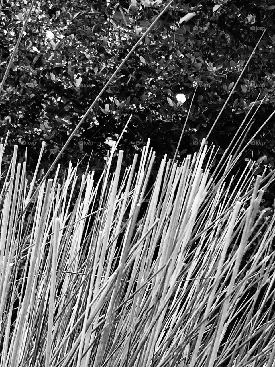 Black and white photo of high cut grass blowing in the wind here in Texas 