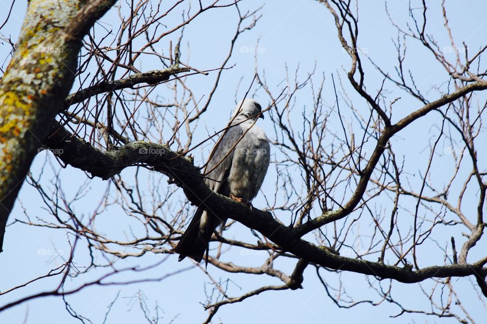 Mississippi Kite. A Gray Hawk sitting in my front yard tree! 