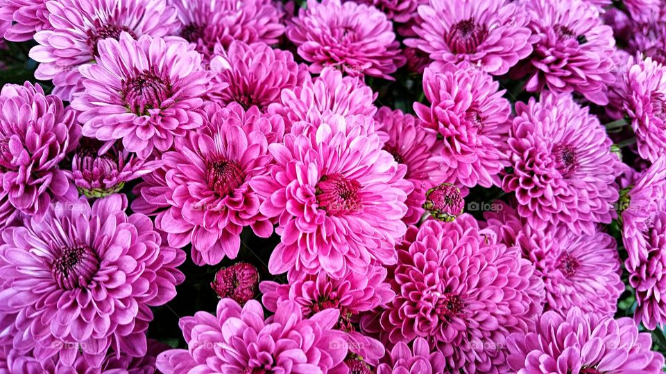 Full frame shots of pink flowers