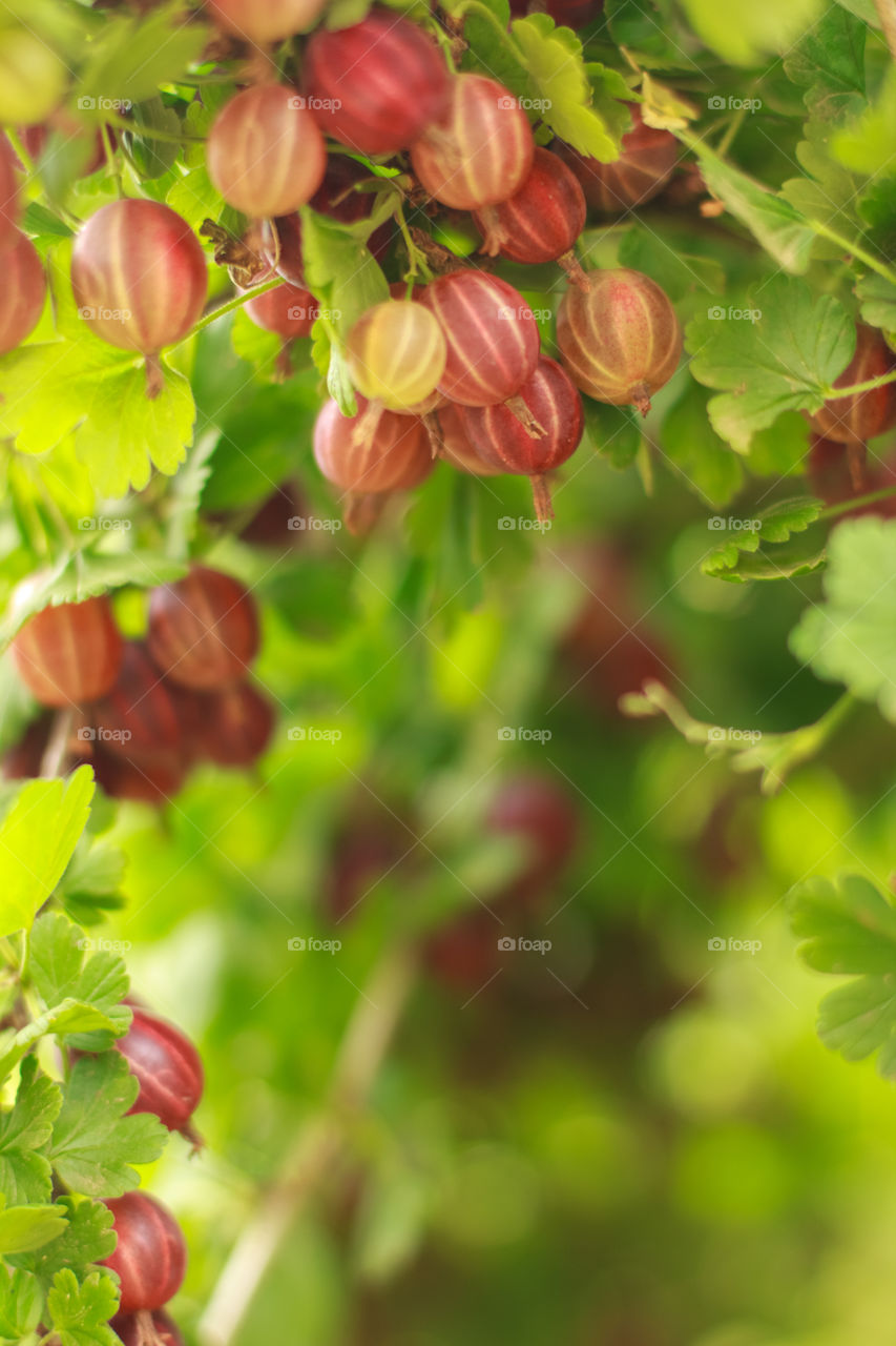 Gooseberries on the tree branch