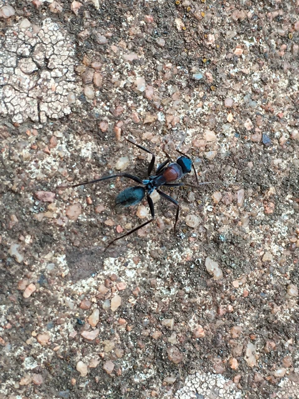 Who knew ants could be so colourful, thanks to Getty and Foap I have discovered much about these insects, and have new appreciation for their iridescent beauty. 