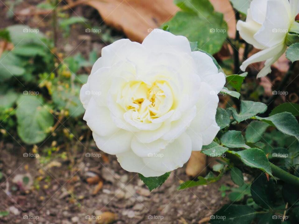 beautiful white Rose
