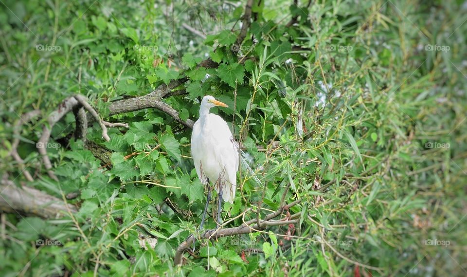 Egret Boucherville Québec 