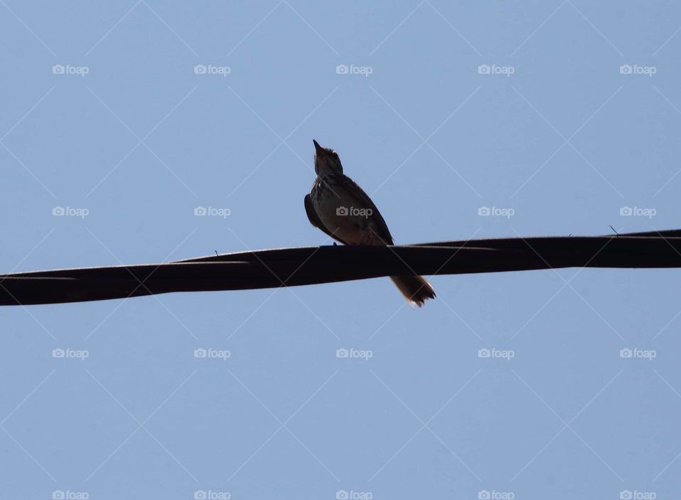 Paddyfield pipit. Incommon bird as an easy to meet for the habitat of lowland terrestrial. The bird's soliter alive, two, or just three in one group .