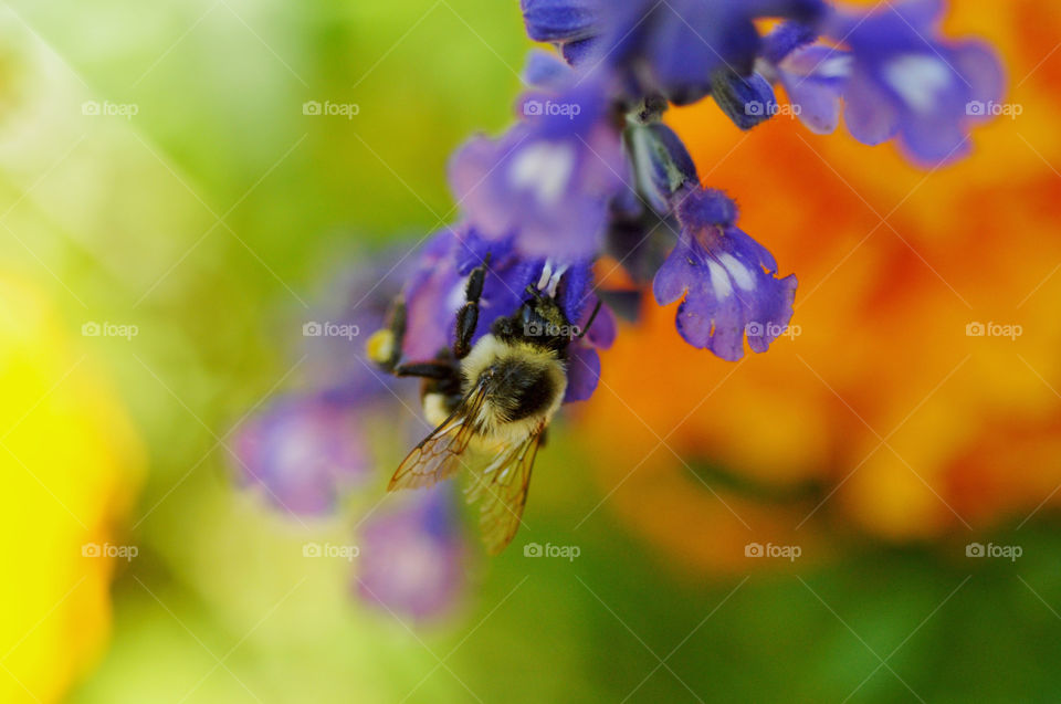 Bee on purple- blue flower against colorful background