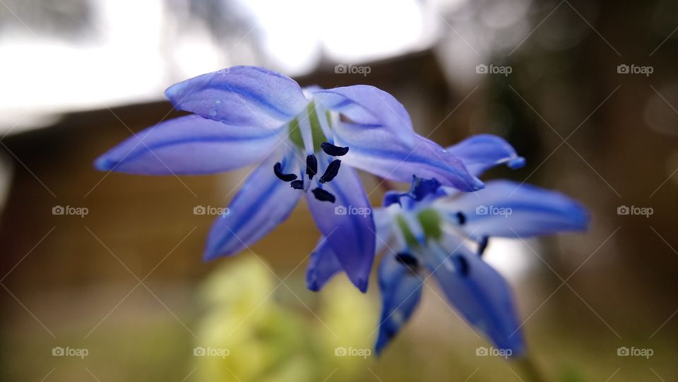 Macrophotography blue flower