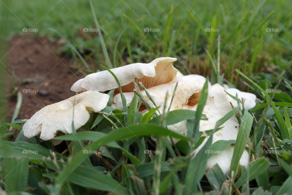 Mushrooms behind the grass 