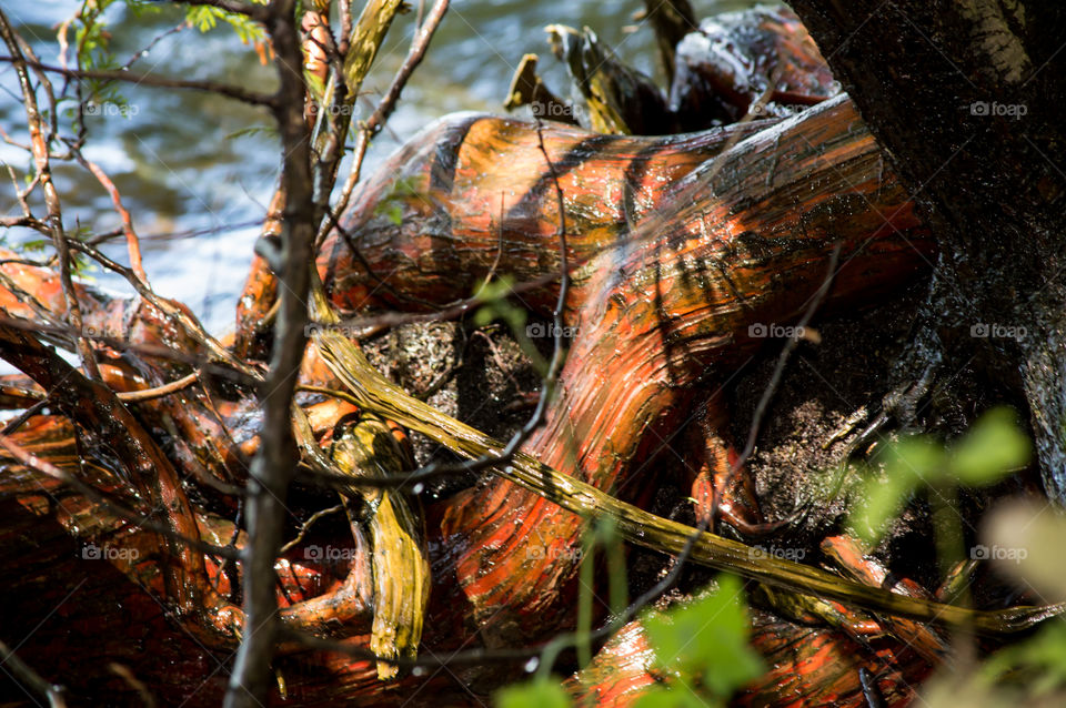 Closeup of orange tree trunk at waters edge off the beaten path being splashed by the waves changing color due to weathering and environment beautiful conceptual nature background