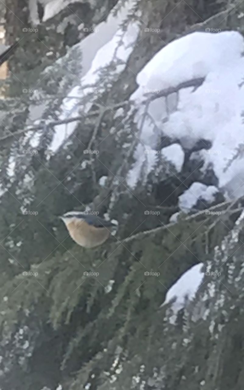 Red breasted nuthatch