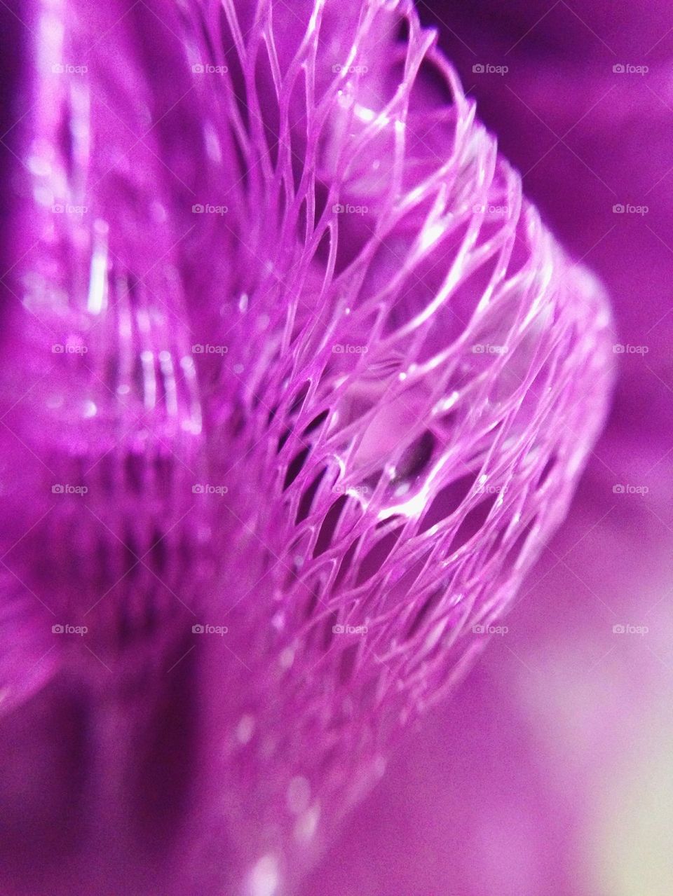 Purple loofah