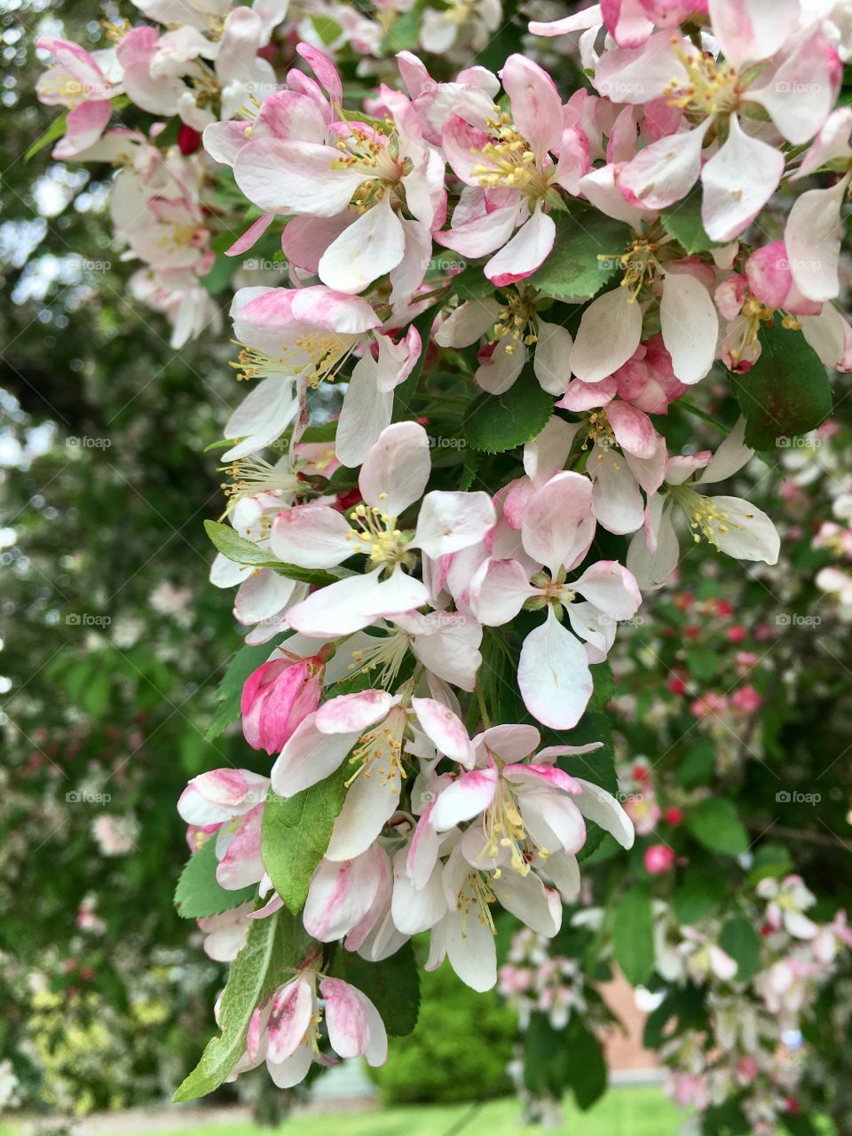 Spring blossoms are the most beautiful !