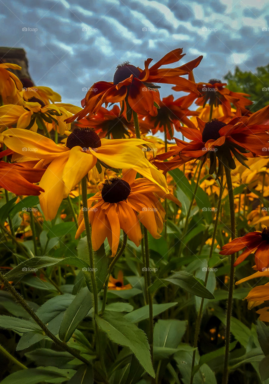 beautiful flowers