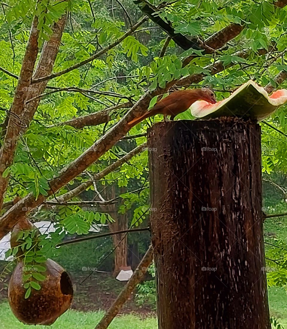 Vem passarinho comer pertinho de minha janela, assim enquanto saborea uma melancia eu faço um clique.