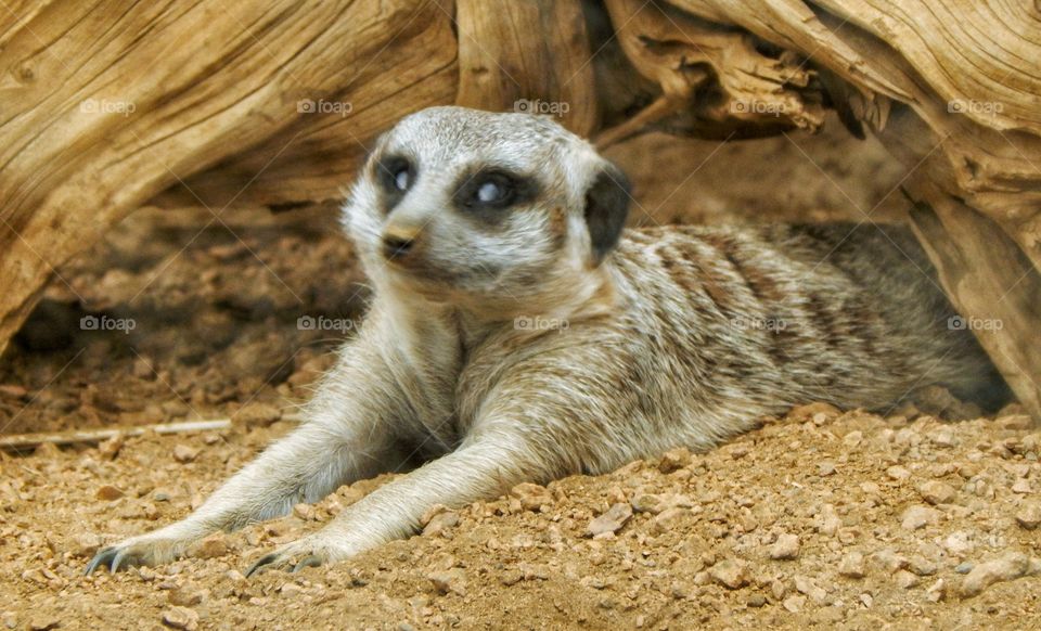 prairie dog makes a funny face
