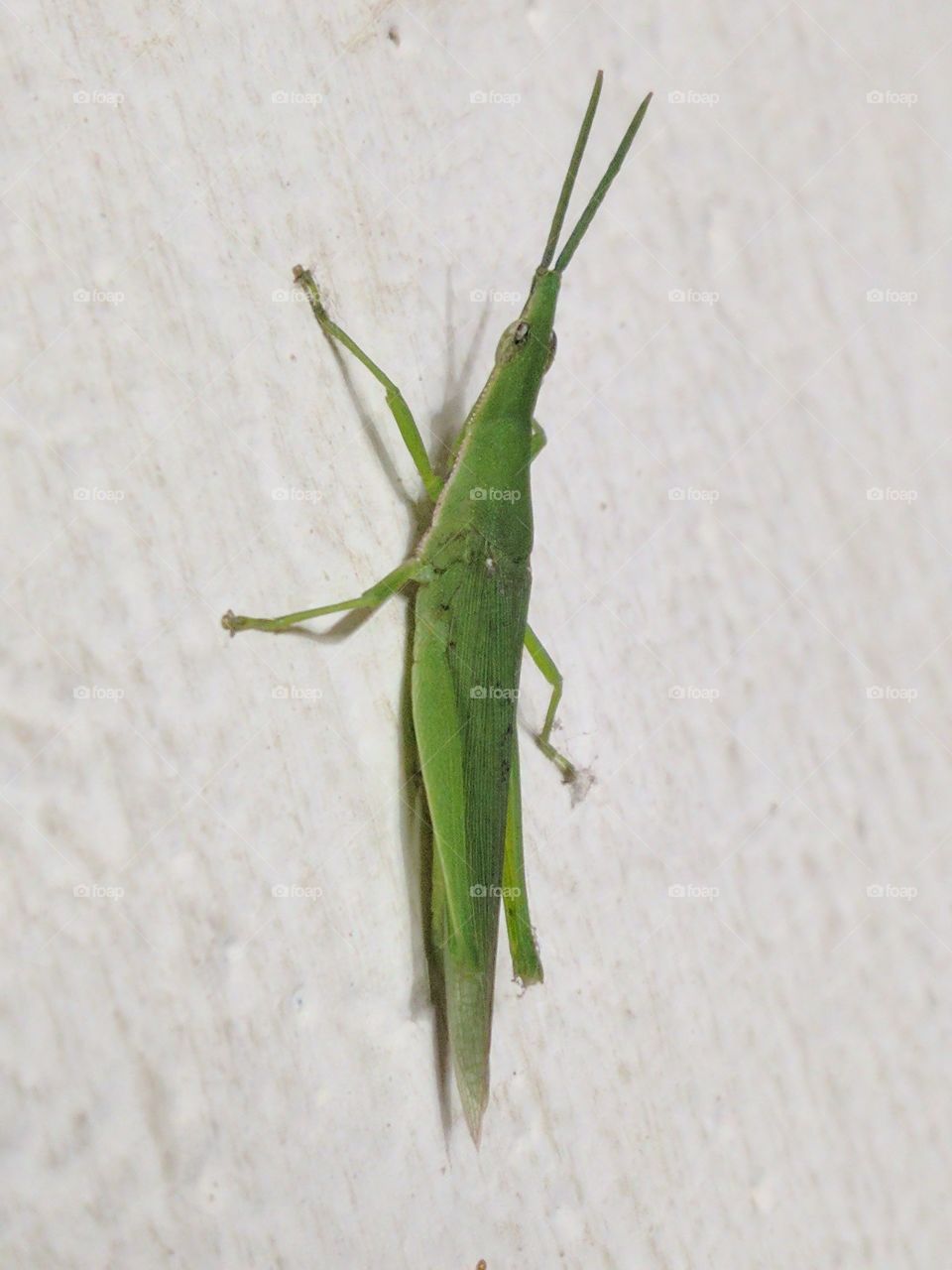 Beatiful Grasshopper