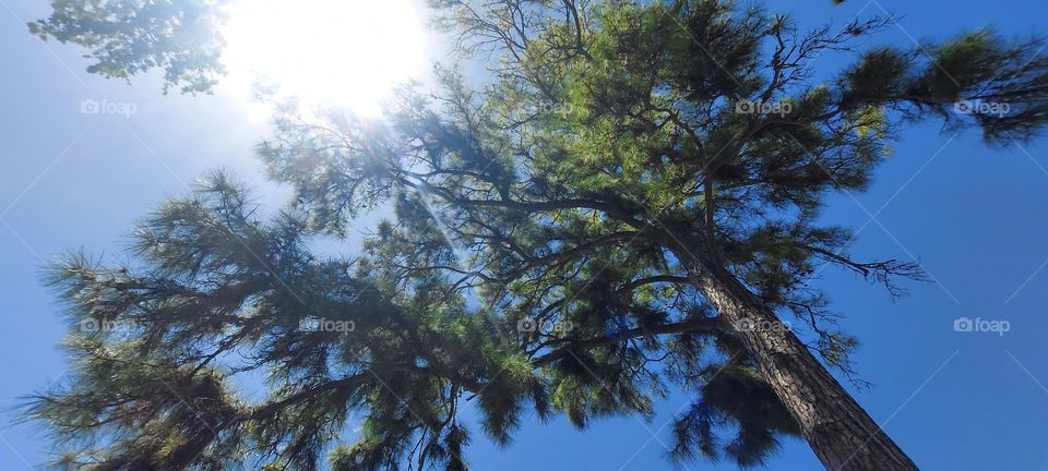 SUNLIGHT -SO BRIGHT!