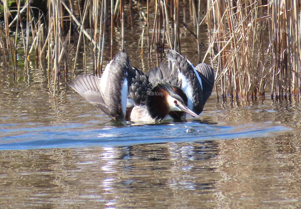 Great Grebe