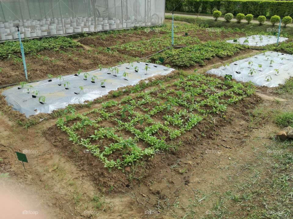 capsicum cultivation
