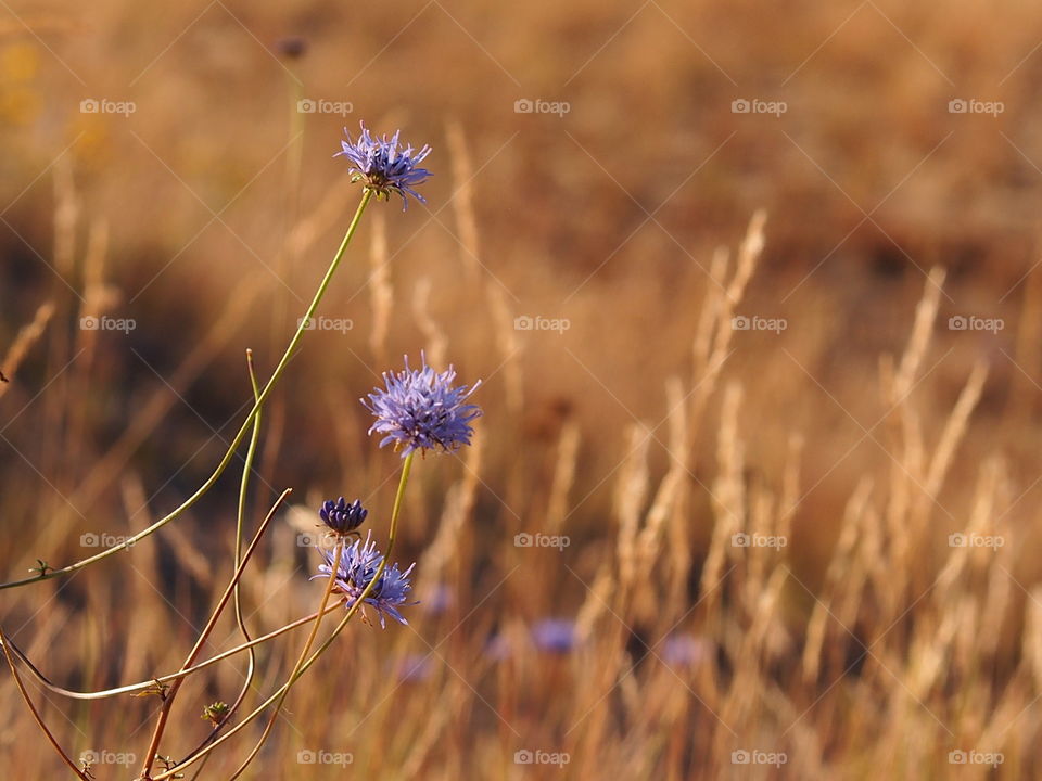 Flowers in the dunes