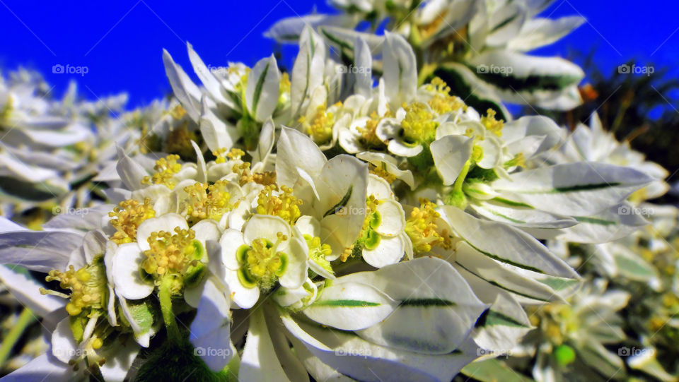 Amazing flowers closeup