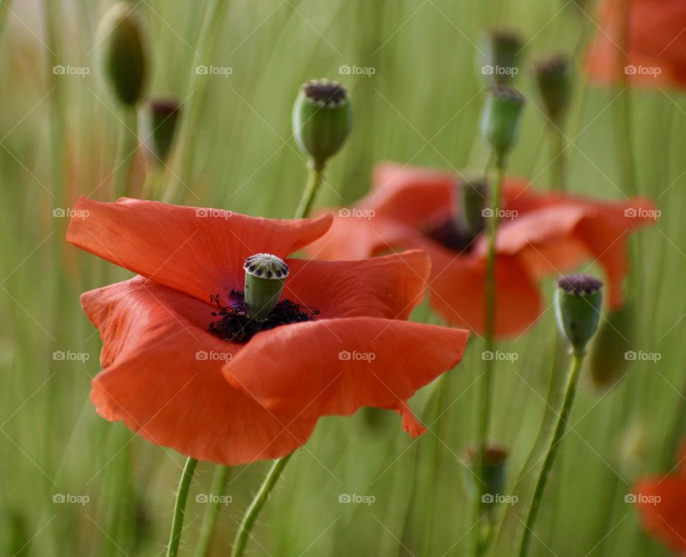 Poppy flowers color magenta 