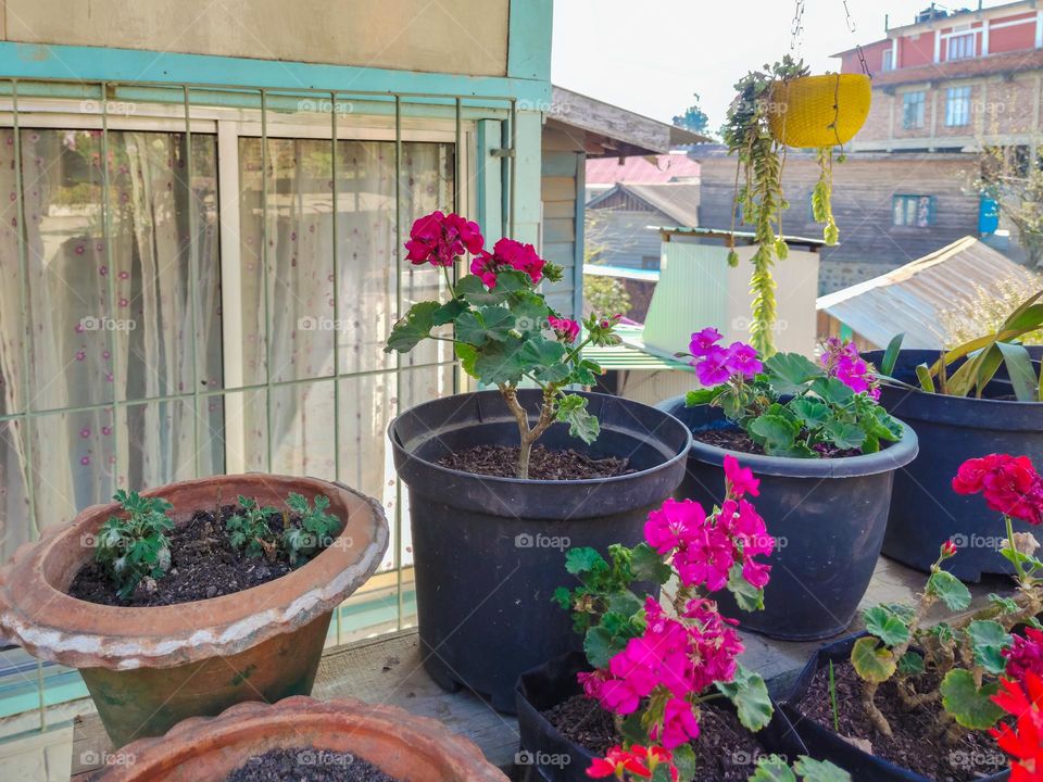 Geranium flower plants in pots