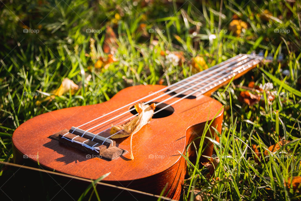 ukulele and leaf