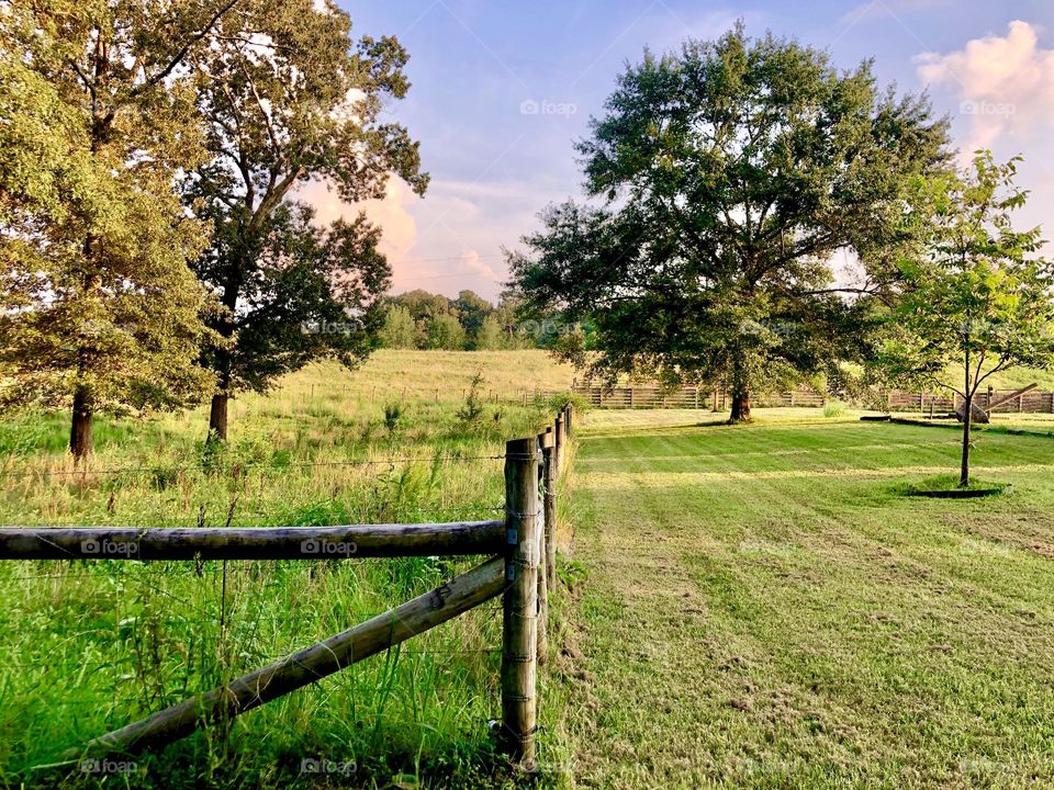 Dividing lines: A freshly mown area contrasting a verdant, lush pasture on the other side of the fence