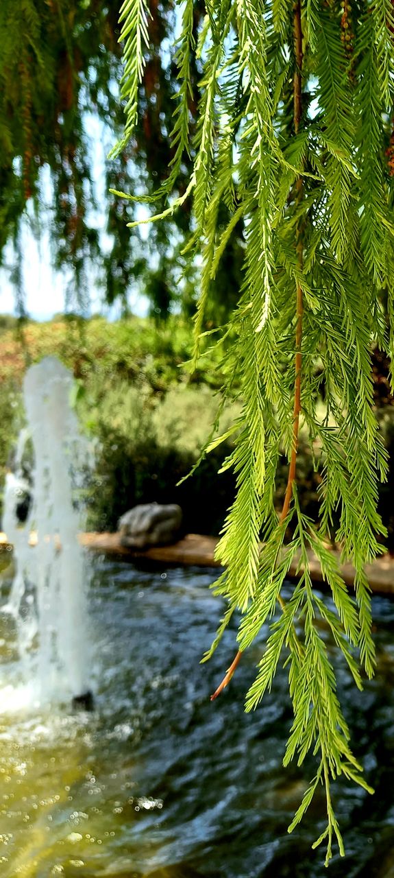 flowers and plants
