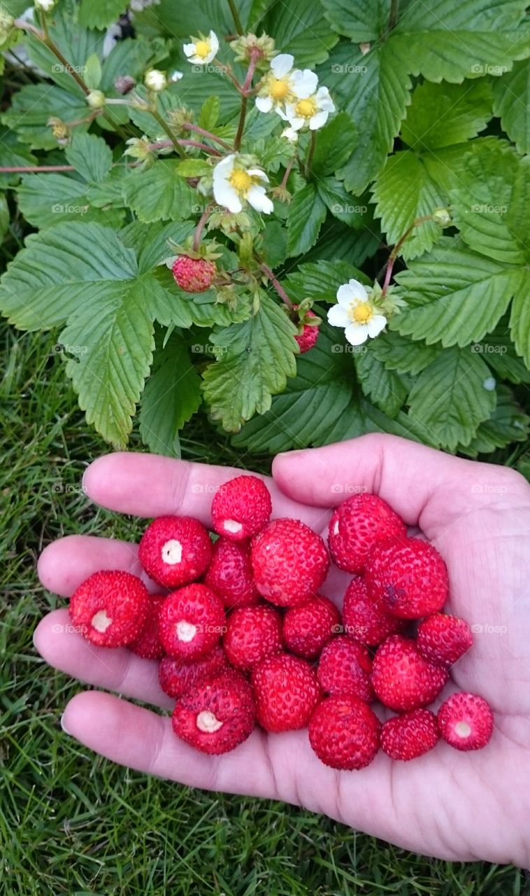 picking wild strawberries. picking wild strawberries