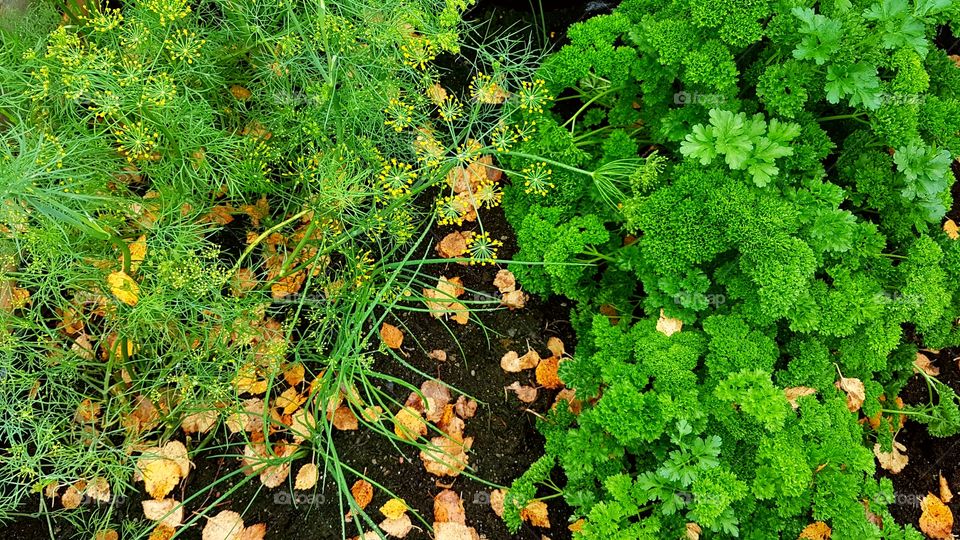 High angle view of nature