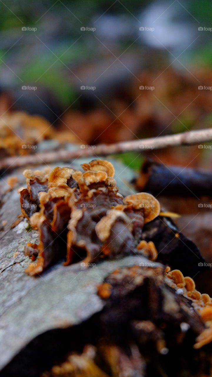 Fungus growing on a rotting log