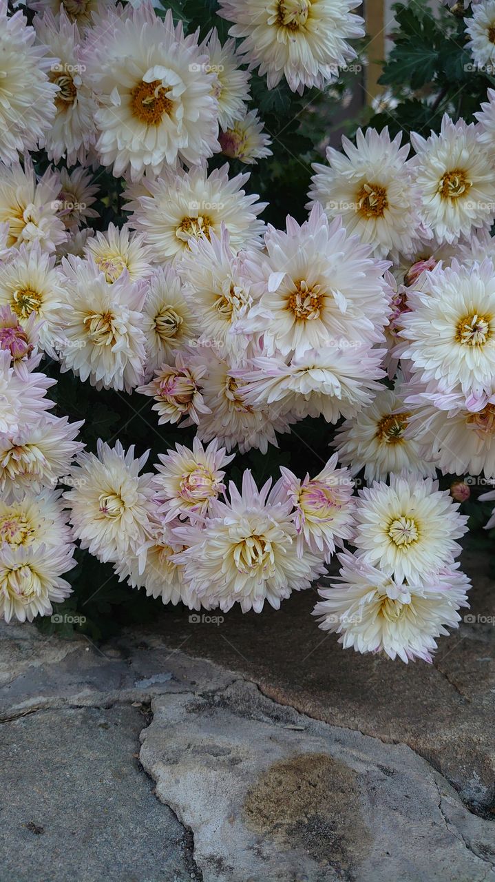 beautiful white chrysanthemums