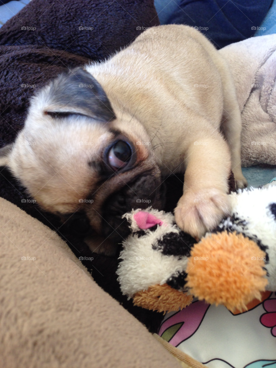 puppy playful pug dog by melody