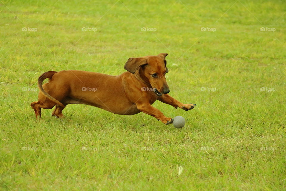 dog playing with ball