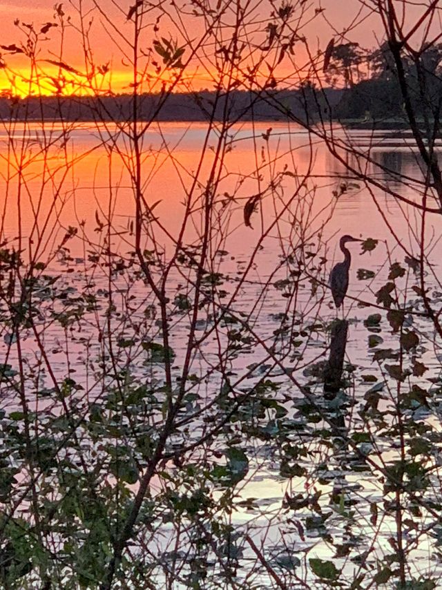 Heron at sunset