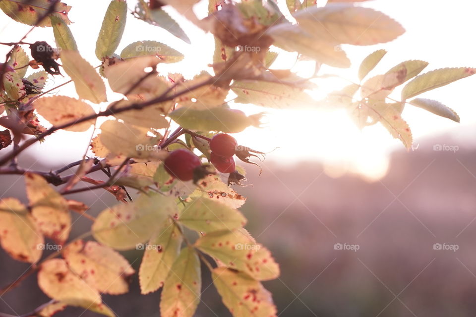 Buds on twig during sunset