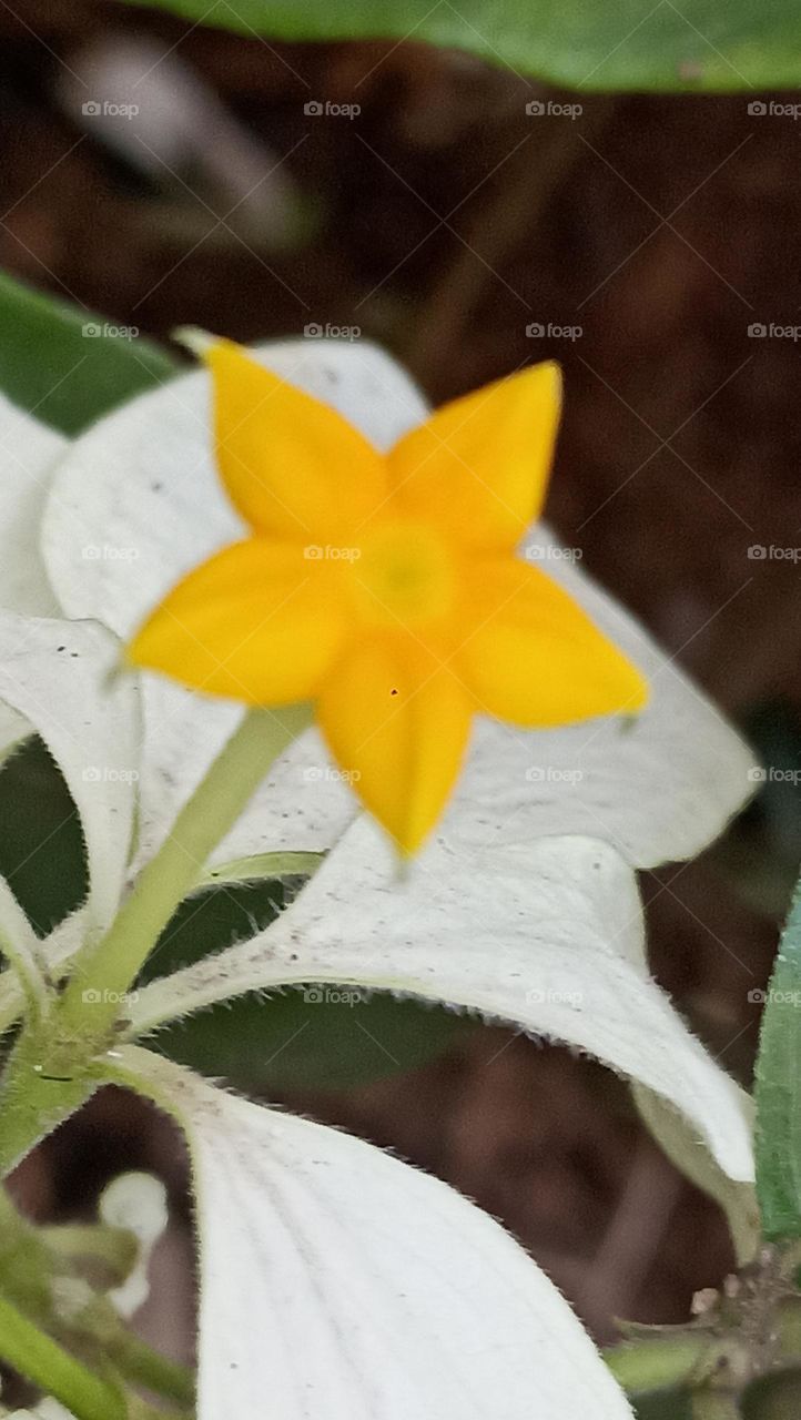 small but butter like