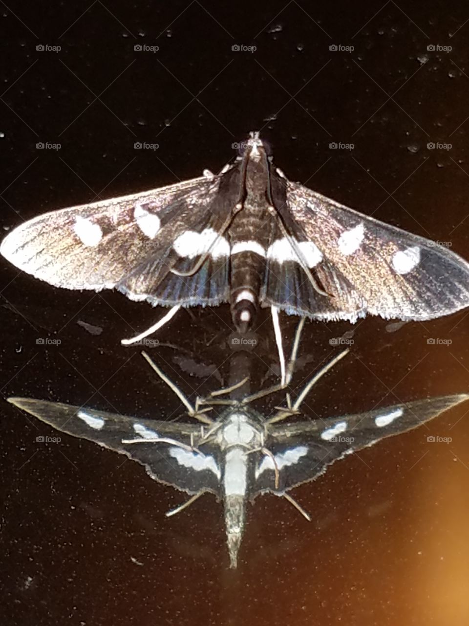 seen this little guy on a mirror.