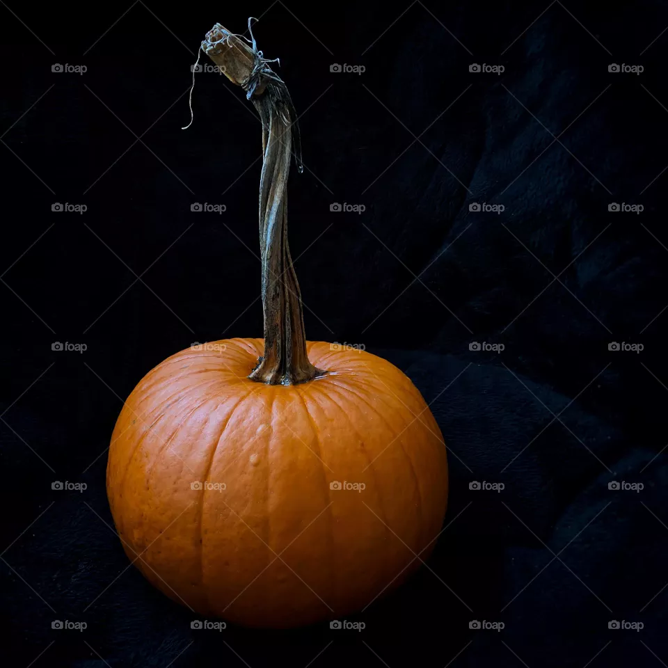 Pumpkin with a long stem