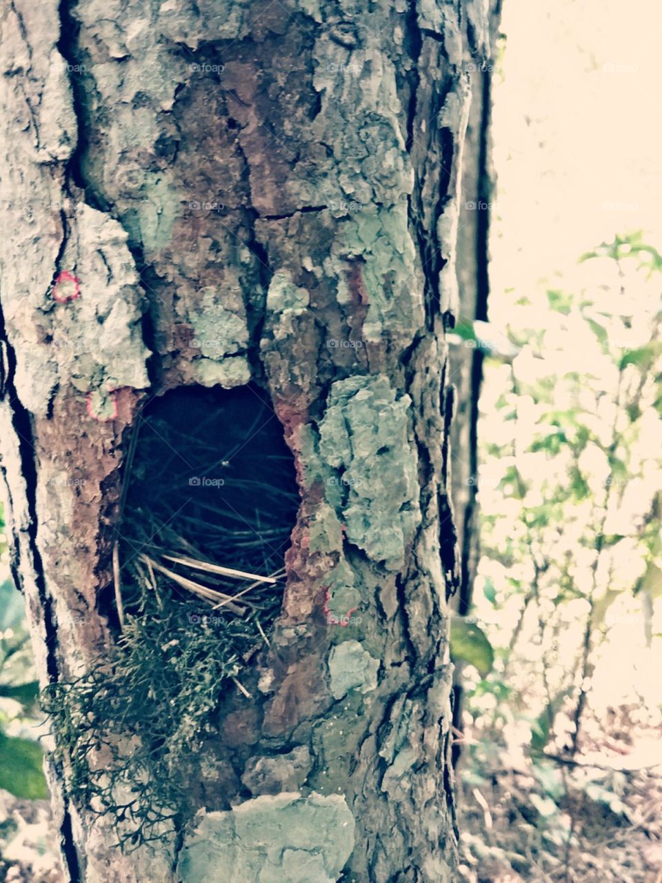 Esconderijo afortunado, fresco e enfeitado.