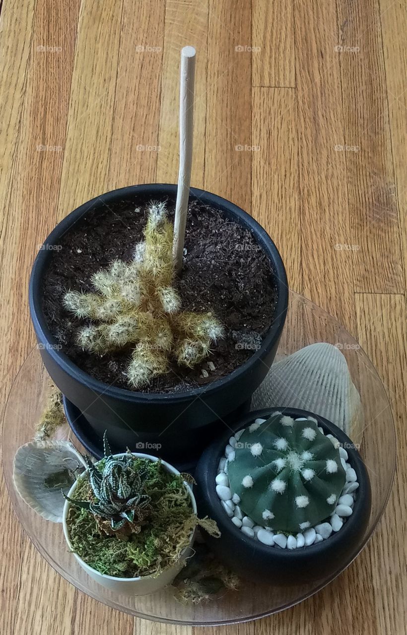 a group of potted succulents and cacti