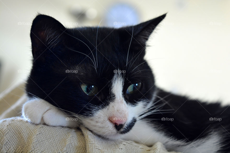 Black and white cat. Thoughtful cat sitting on the sofa.