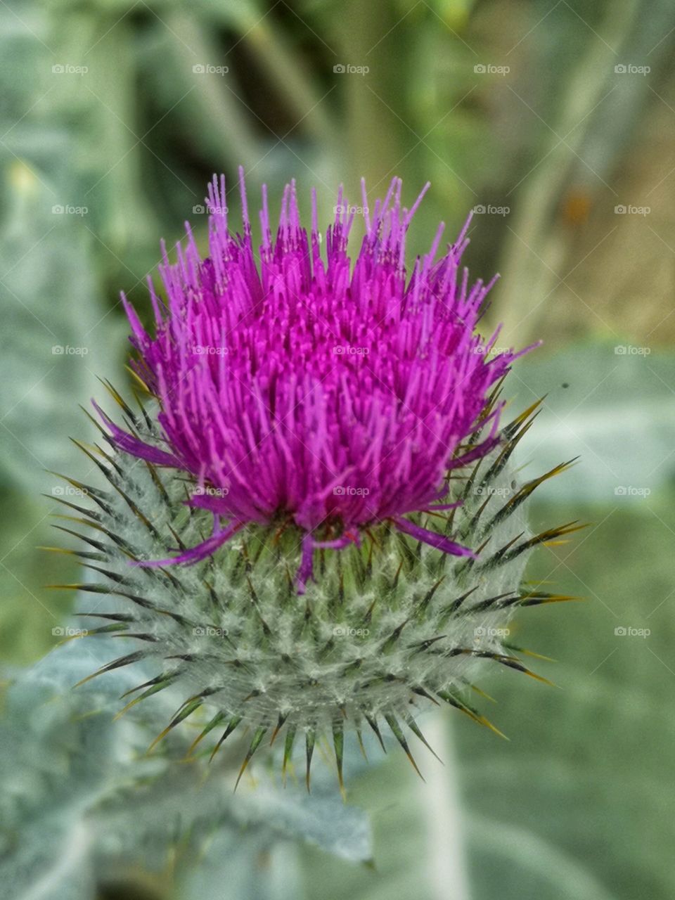 Flowering Thistle