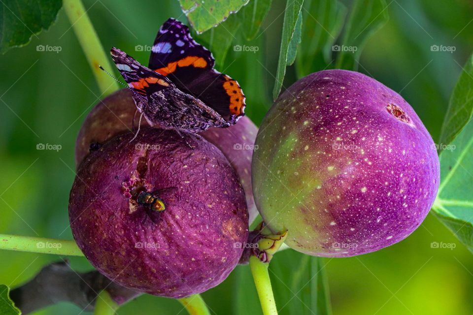 Butterfly at the fig fruit