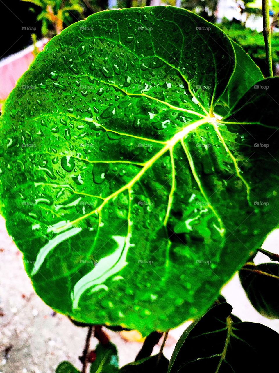 Heavily rained day to my homeland and leaves holding some rain drops...