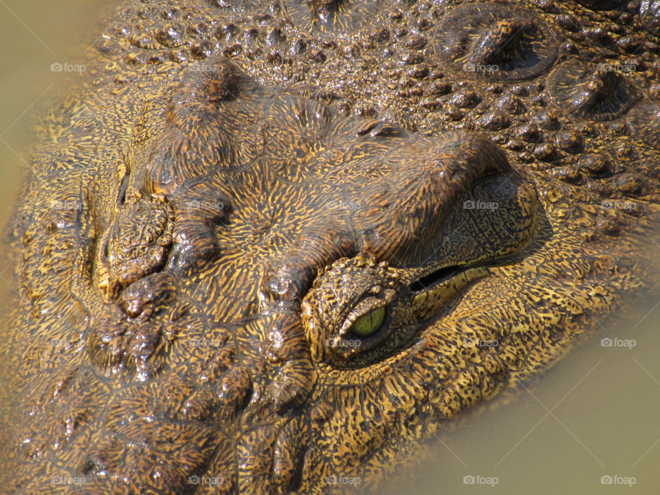 Croc closeup