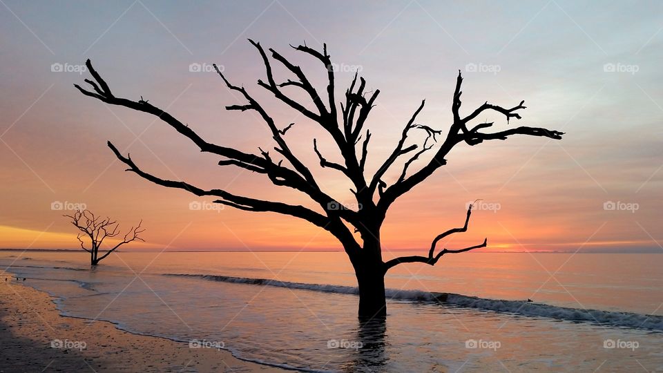 Silhouette of tree at beach during sunset