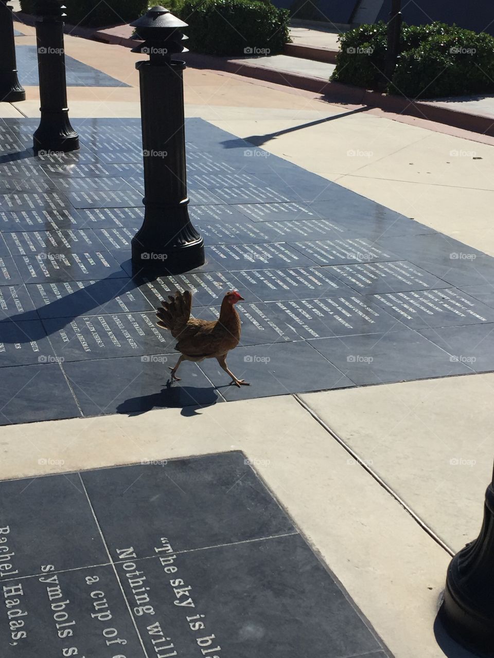 Why did the chicken cross the road? Key West, FL. 